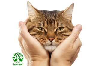 CAT Meeting 8ª Temporada - Online/Ao vivo