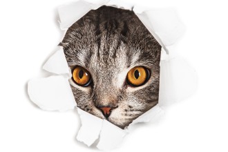 Diagnóstico diferencial de icterícia em felinos
