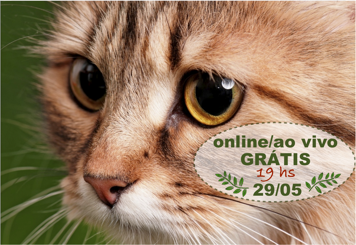 Pancreatite em Felinos: Como diagnosticar e tratar?