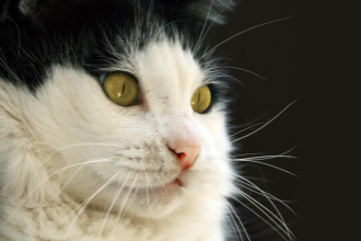 CAT Cursos de Felinos: AGO/ 2016 à JAN/2017 - VAGAS ESGOTADAS.