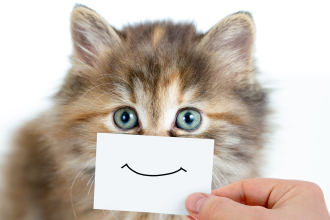 Cat Meeting - Aula Inaugural