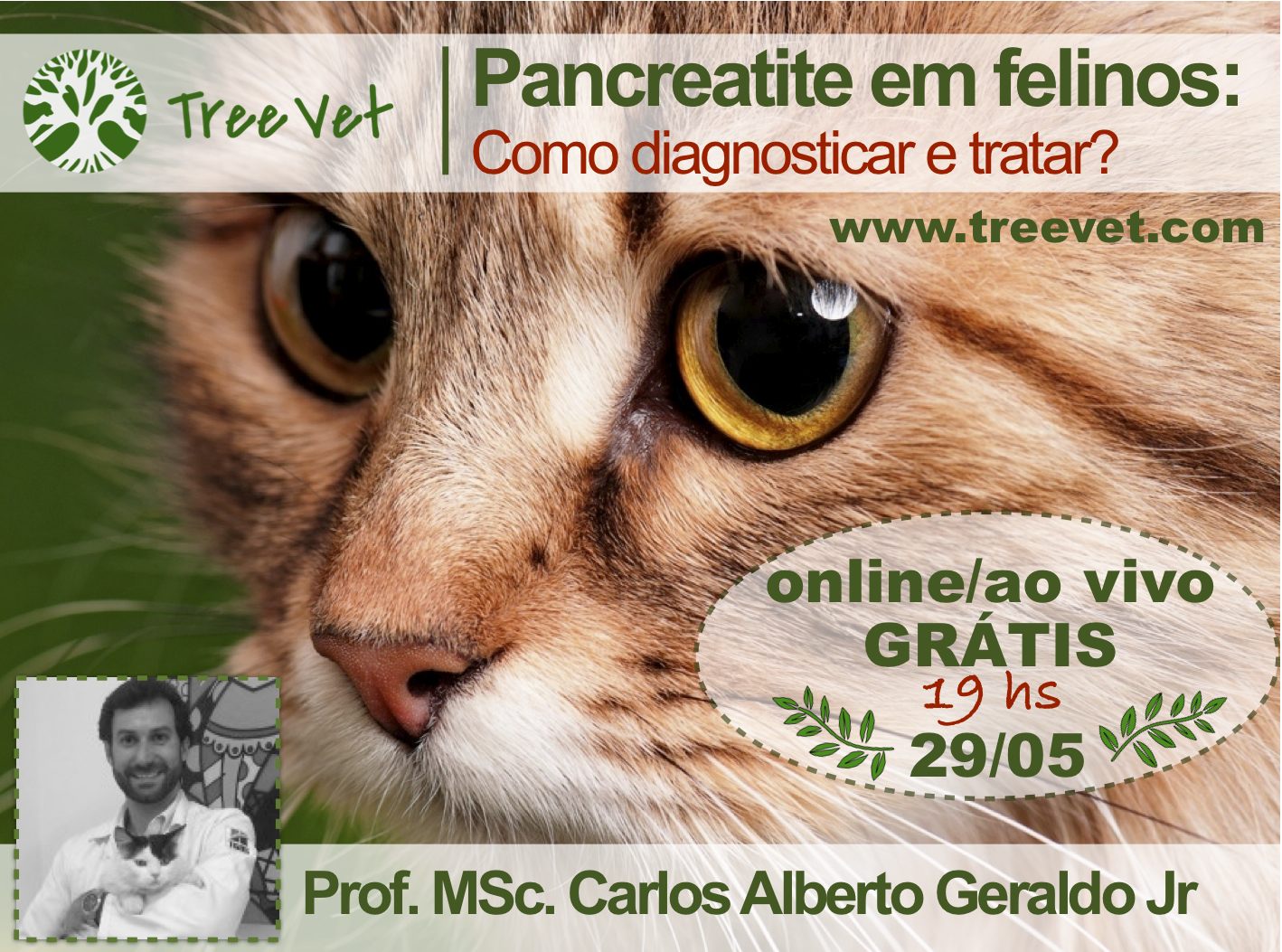 Pancreatite em Felinos: Como diagnosticar e tratar?