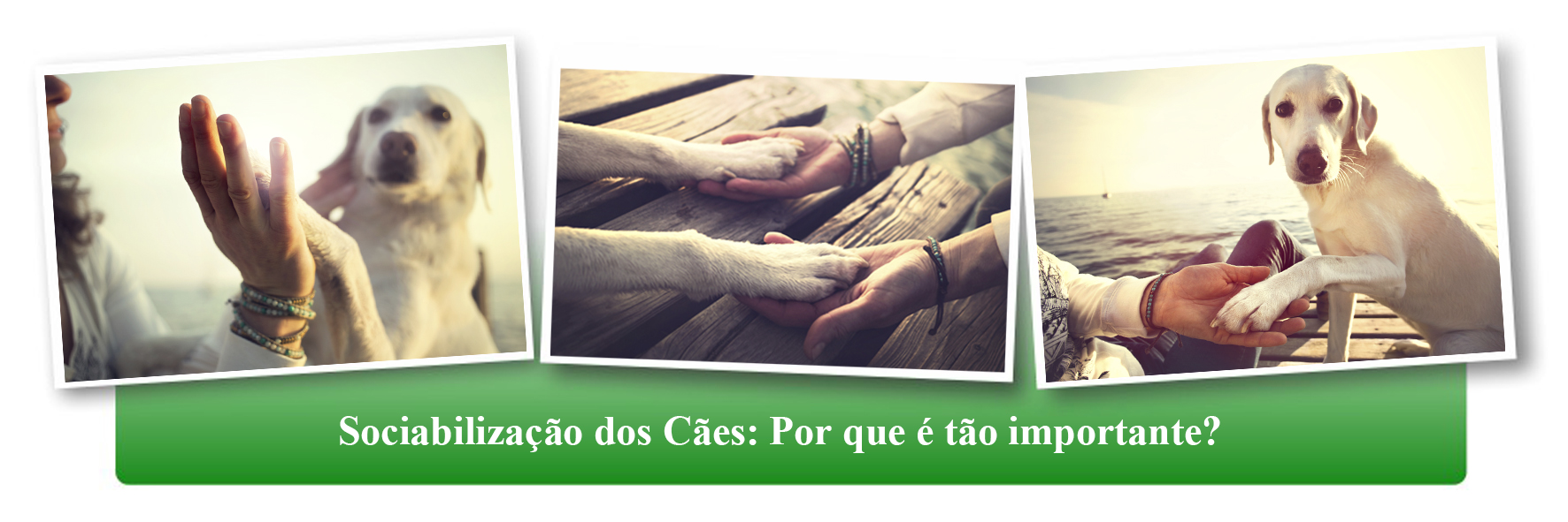 Sociabilização dos cães: Por que é tão importante? Online/Ao Vivo