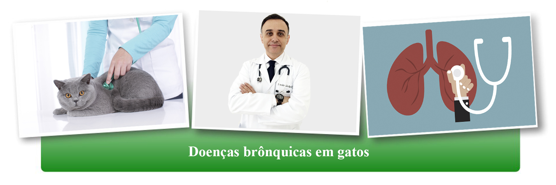 Doenças brônquicas em gatos - online/ ao vivo