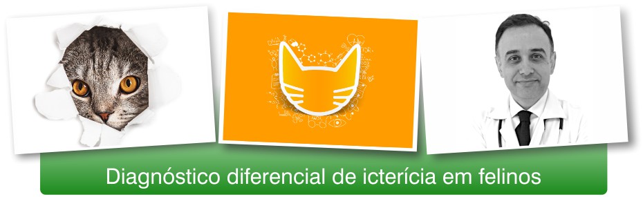 Diagnóstico diferencial de icterícia em felinos