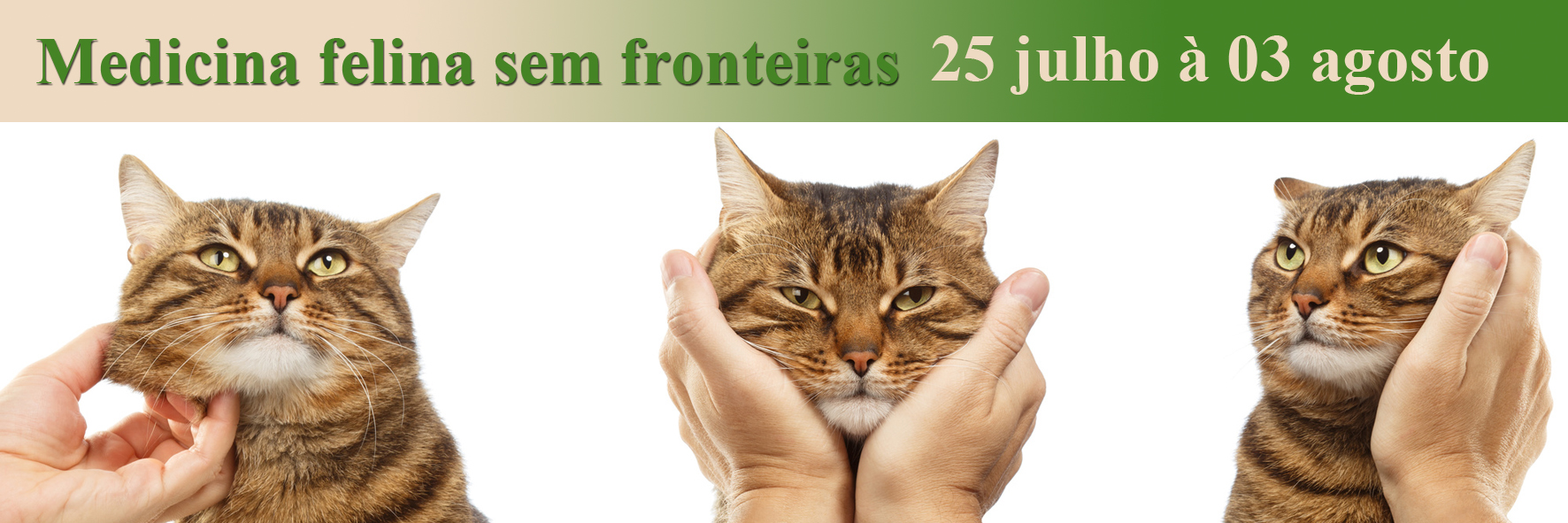 CAT Meeting 8ª Temporada - Online/Ao vivo