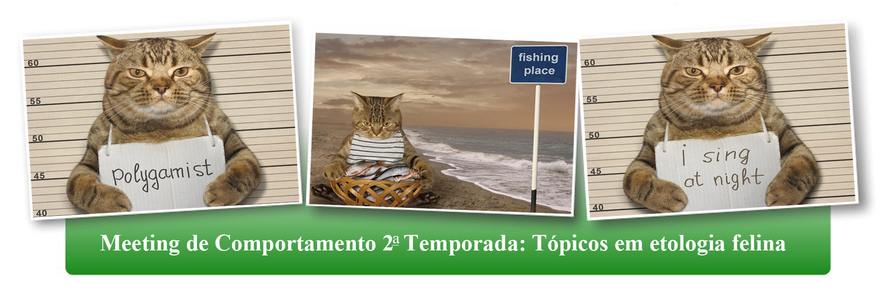 Meeting de Comportamento: 2ª temporada 