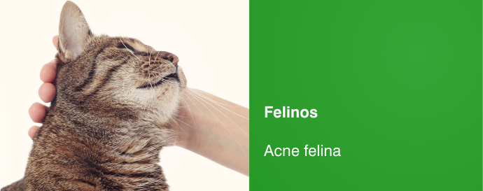 Acne felina 