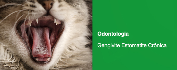 Osteoartrita pisicii în vârstă: ameliorează durerea acesteia !