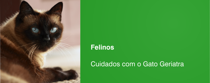 Cuidados com o Gato Geriátrico