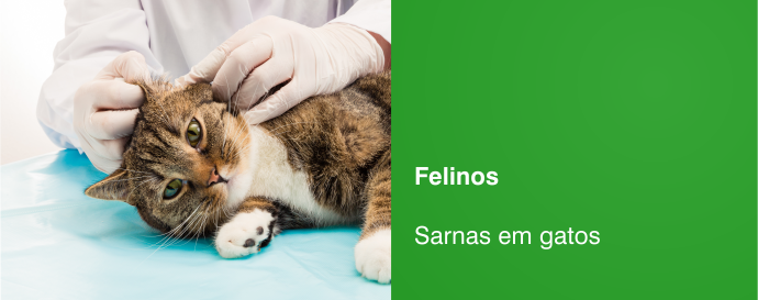 Sarnas em gatos