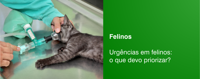 Urgências em felinos: o que devo priorizar?