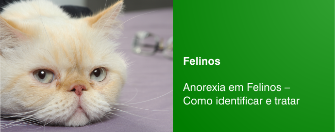 Anorexia em Felinos – Como identificar e tratar